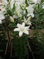 [4370 Snowboard JW No01.JPG]